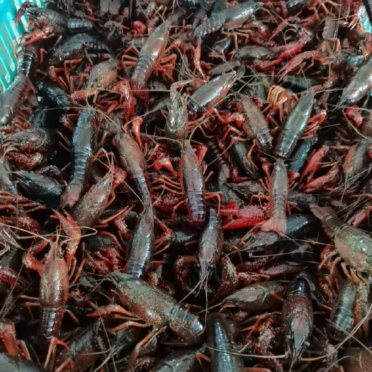 当涂县安徽马鞍山清水小龙虾，常年喂冻鱼。质量好肉质饱满底板干净