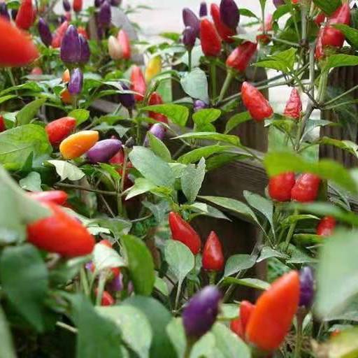 七彩辣椒种子四季播五彩椒朝天椒种子籽阳台盆栽高产辣椒蔬菜种子