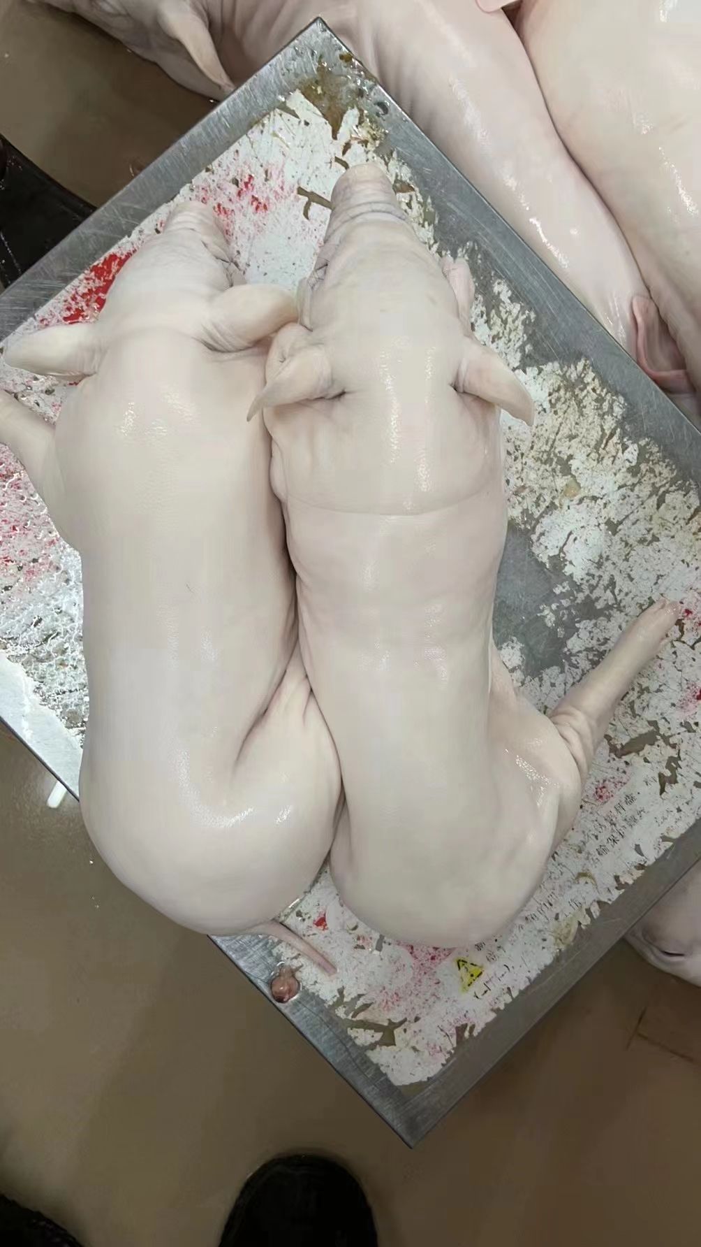 乳猪 花猪 小耳朵乳猪