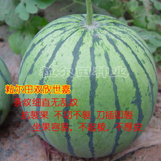抗病抗裂瓜大果麒麟西瓜种子 粒尔田双欣世嘉西瓜种籽