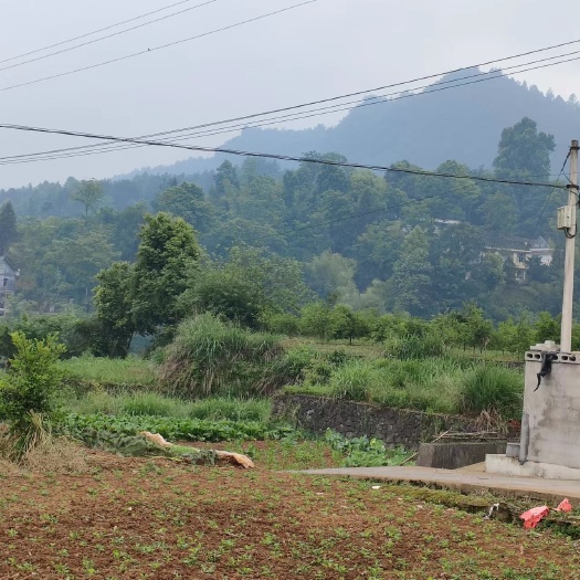 秀山秀山县兰桥镇200亩油茶基地转zu，100一亩，土质红沙土