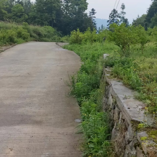 秀山秀山县兰桥镇200亩油茶基地转zu，100一亩，土质红沙土