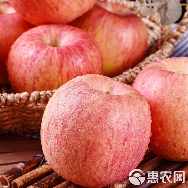 山东烟台栖霞红富士苹果脆甜新鲜水果批发整箱3/5/10斤