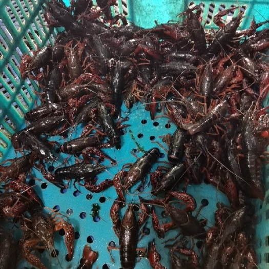 当涂县安徽马鞍山清水小龙虾青虾红虾批发全程冻鱼喂养质量好肉质饱满