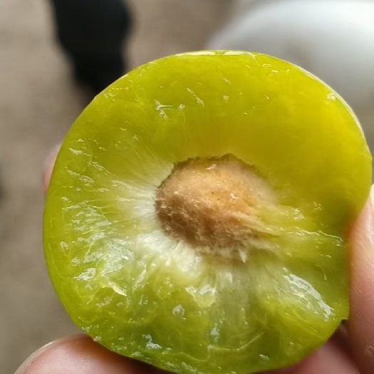 镇宁县六马清脆李