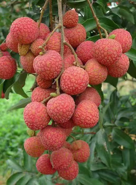 高州市白糖婴