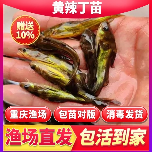 重庆市黄辣丁鱼苗大黄颡鱼嘎鱼黄鸭叫昂刺腊汪丫鱼苗良种重庆本地黄骨鱼