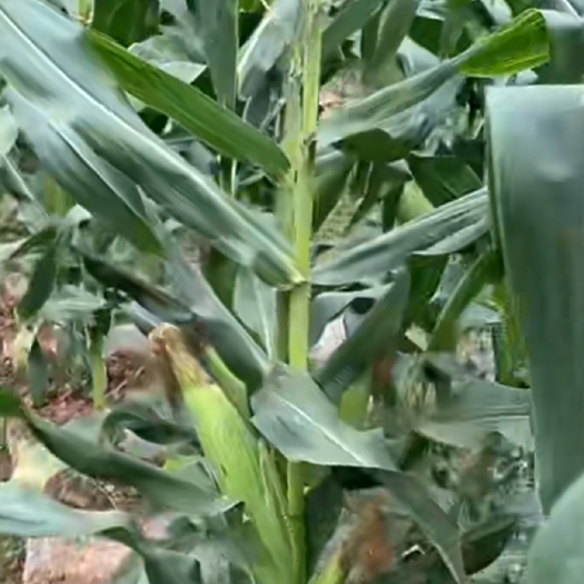 钦州秸秆