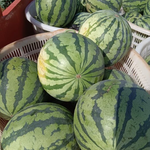 宣威市精品美都无籽直播苗开圆，货量充足
