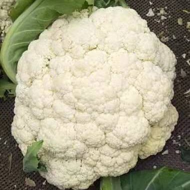 茂县花菜