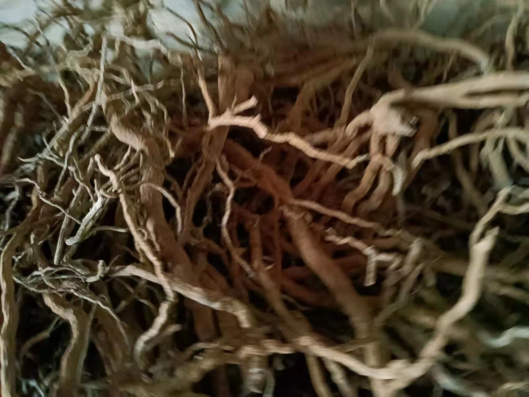 白胡椒  海南胡椒根