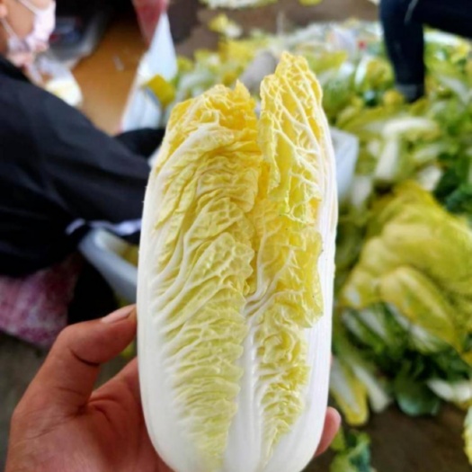 张北县黄心娃娃菜 尚义县娃娃菜 玲珑黄娃娃菜