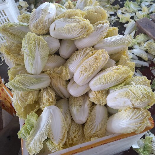 张北县黄心娃娃菜 沽源县娃娃菜 玲珑黄娃娃菜