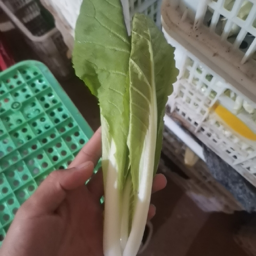 商丘上海青 小油菜，小青菜小白菜产地直销货源充足常年供货断货