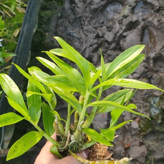 勐腊县缅甸紫菀石斛盆栽杯苗白花紫心高颜值品种