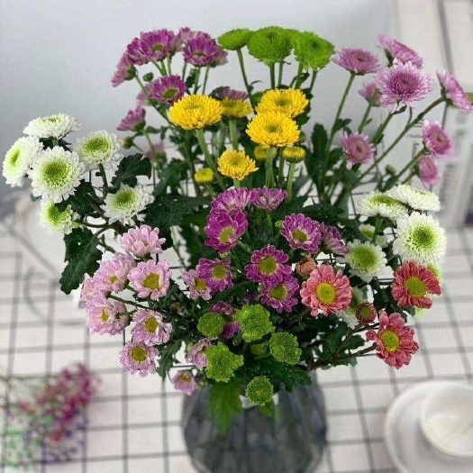 昆明小雏菊