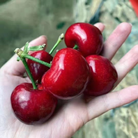 烟台山东烟台大樱桃