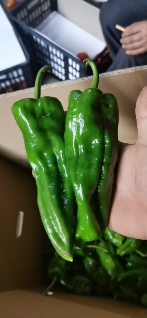 青椒，芜湖椒，薄皮椒，杭椒，线椒，螺丝椒，大量上市！