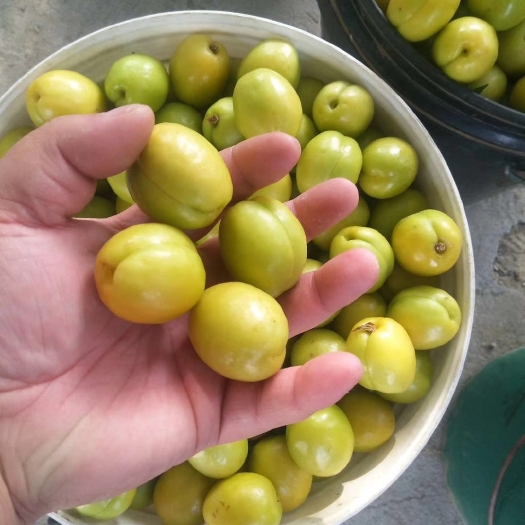 新泰市珍珠油杏