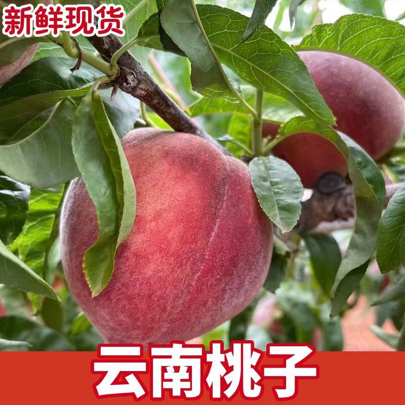 泸西县甜整箱应季红宝石脆桃水果水蜜桃批发