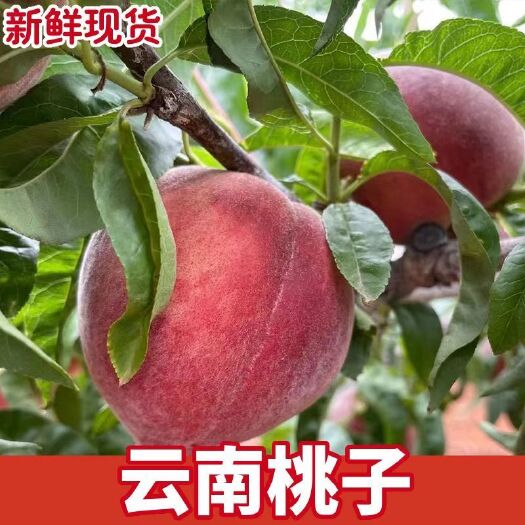 泸西县甜整箱应季红宝石脆桃糖度14-16