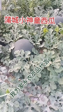 蒲城县小神童