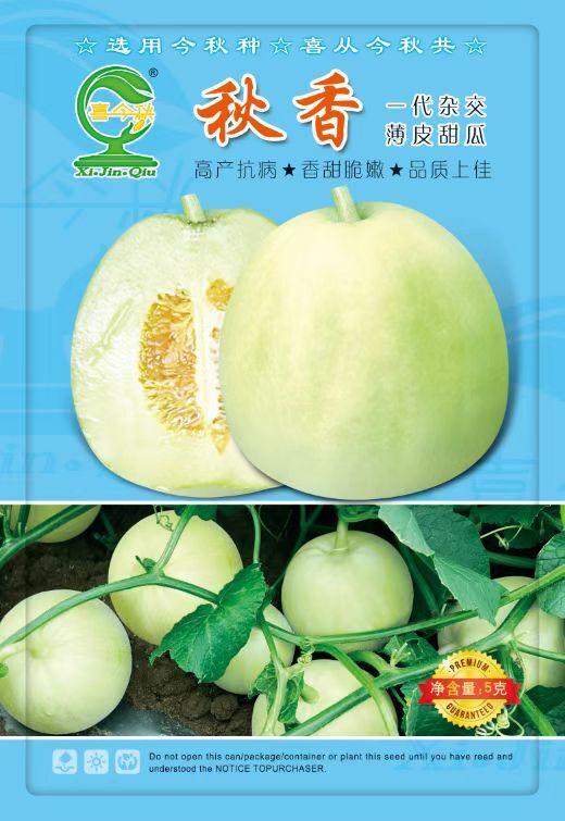 南宁【秋香香瓜】优质杂交品种，口感脆甜，香味浓郁，果型端正，高产