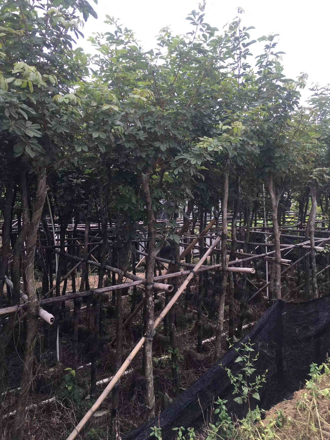 普宁市米径5-6公分黄花风铃木 自产自销 行道树 园林景观绿化