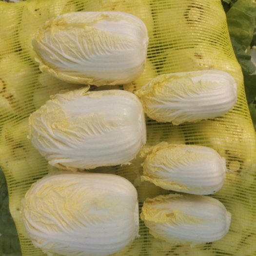 张北县黄心娃娃菜 万全娃娃菜 玲珑黄娃娃菜