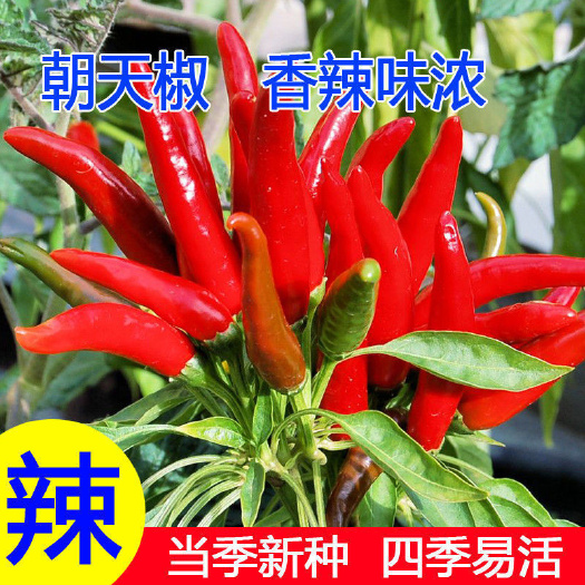成都【朝天椒种子】种籽辣椒苗小米辣南方种四季食用阳台盆栽蔬菜种籽