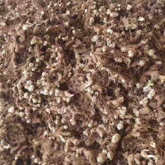 成都黄精块茎