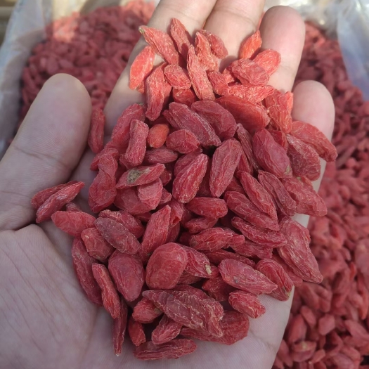 红枸杞 产地发货，颗粒大，，品质保真