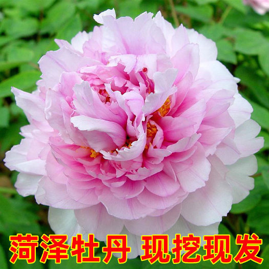菏泽菏泽牡丹区观赏牡丹苗批发零售在线下单便捷发货