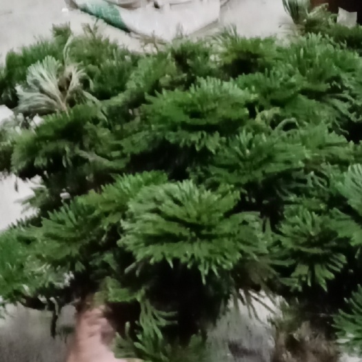 小盆景卷柏又名九死还魂草