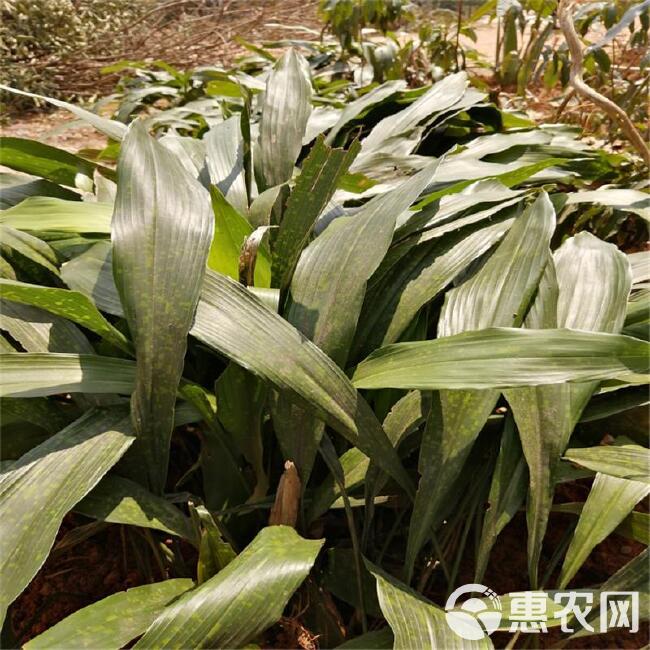 四季长青室内客厅观叶植物绿植盆景一叶兰耐阴耐冻室内花卉盆栽