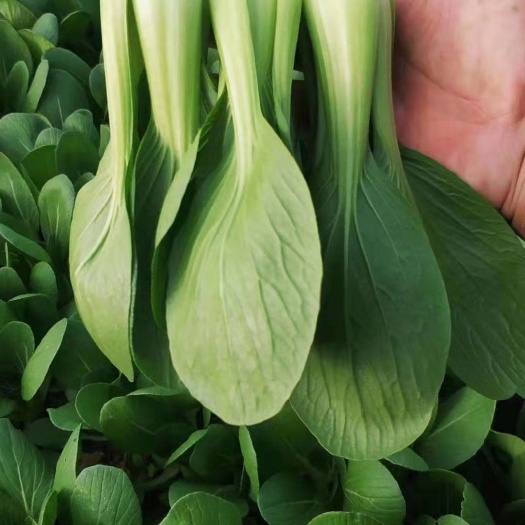曹县精品小油菜