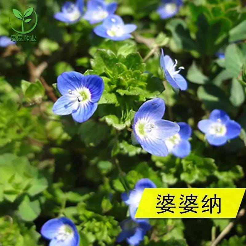 灌云县婆婆纳种子，多年花花卉种子易种室内阳台绿化花卉种子批发