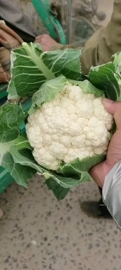 邯郸精品菜花大量有货，产地直发，新鲜采摘，欢迎各地商客联系