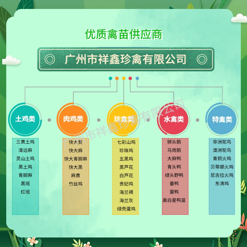 厂家直销正宗黑土鸡苗黑土二土三黑鸡苗中速黑鸡包运输成活包疫苗