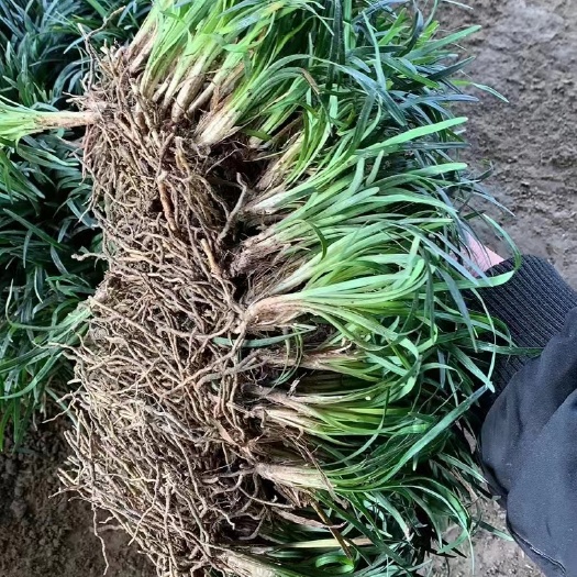 泗洪县玉龙草矮麦冬