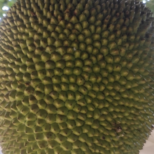菠萝蜜