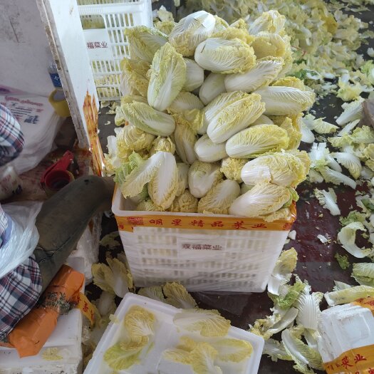 张北县黄心娃娃菜 康保县娃娃菜 玲珑黄娃娃菜