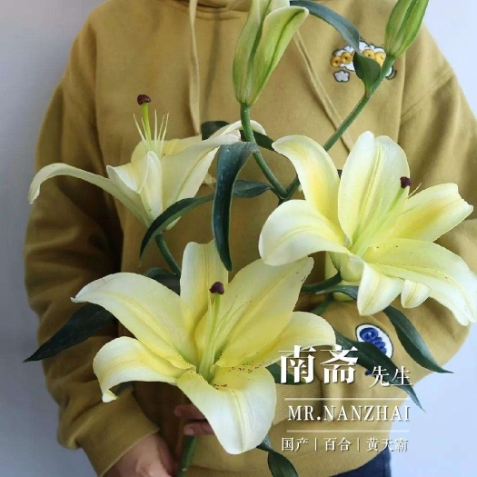 昆明百合