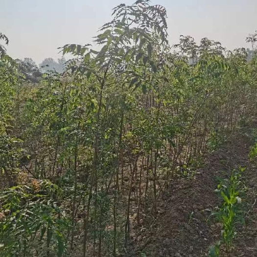 南召县黄连木杯苗
