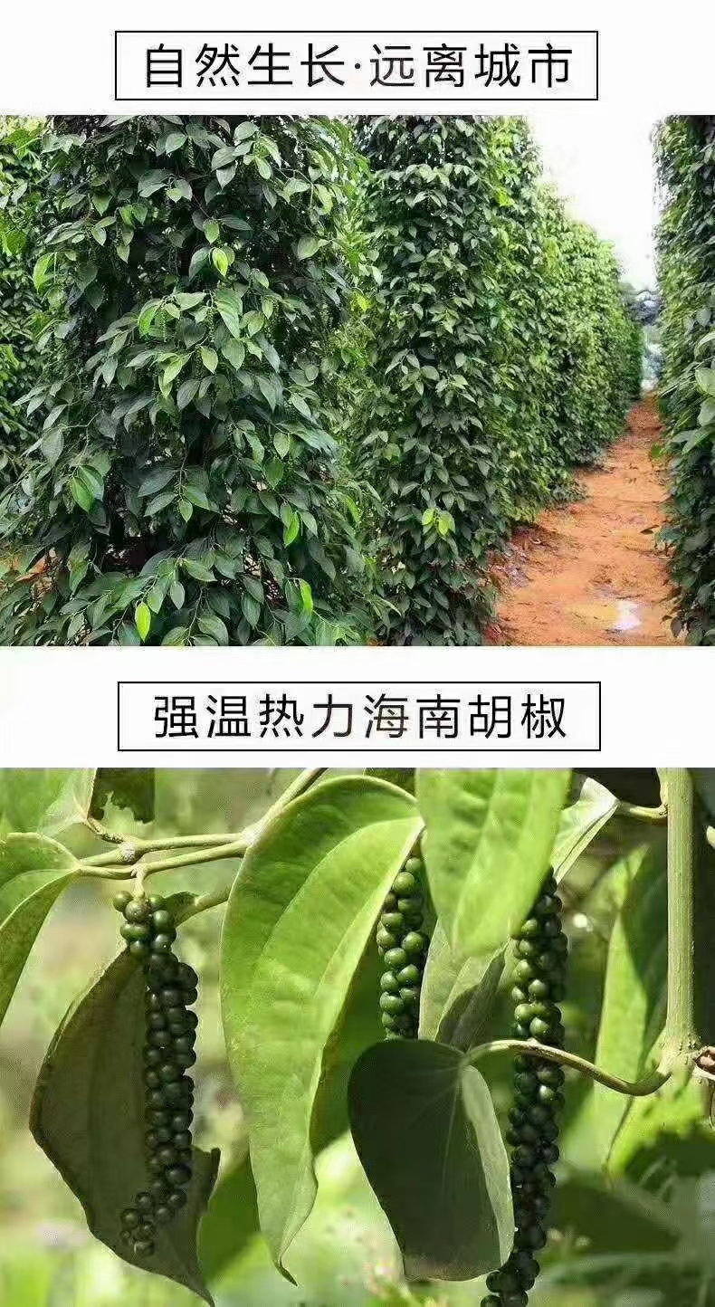 白胡椒  海南胡椒根