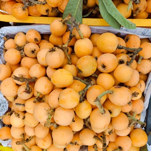 江油市枇杷果