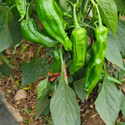辣椒大量上市了，又要的可以联系