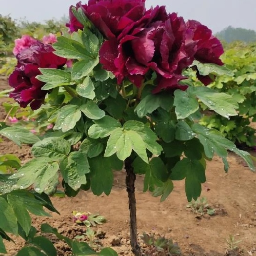 菏泽观赏牡丹 菏泽牡丹花苗大苗盆栽室内外庭院绿植正宗观赏重瓣牡丹
