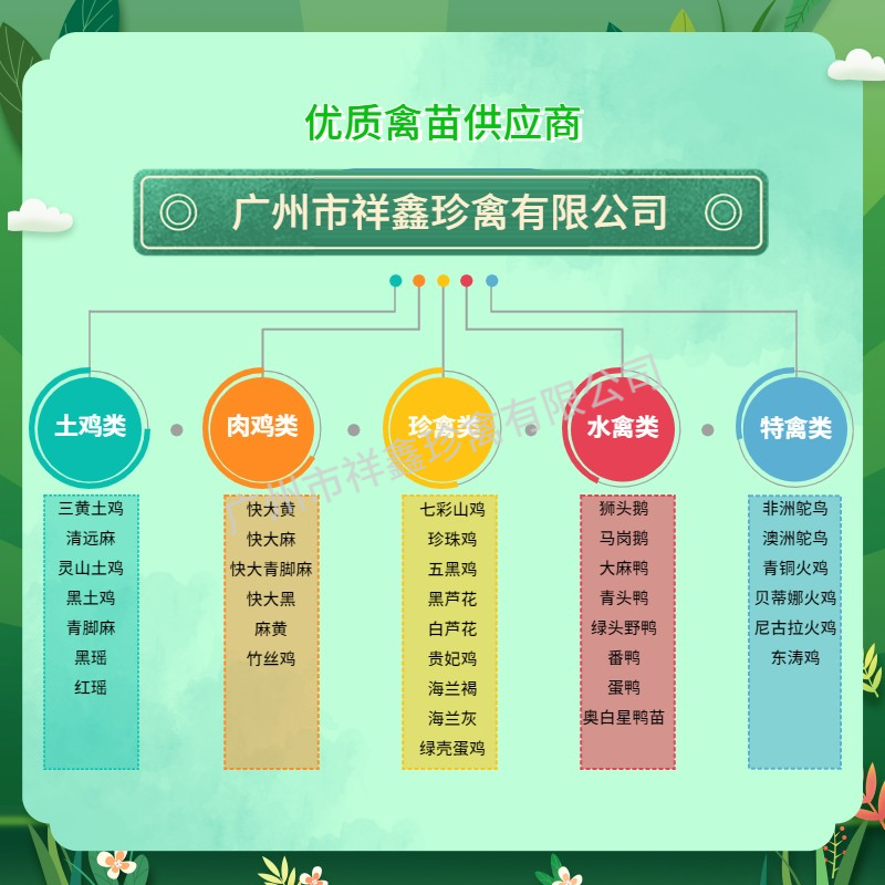 广东清远麻鸡苗 正宗广东清远1.5 2号土鸡品种活体小鸡苗