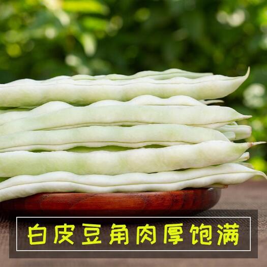 洋县新鲜白不老四季豆5斤 农家自种蔬菜白豆角现摘芸豆白架豆2斤包
